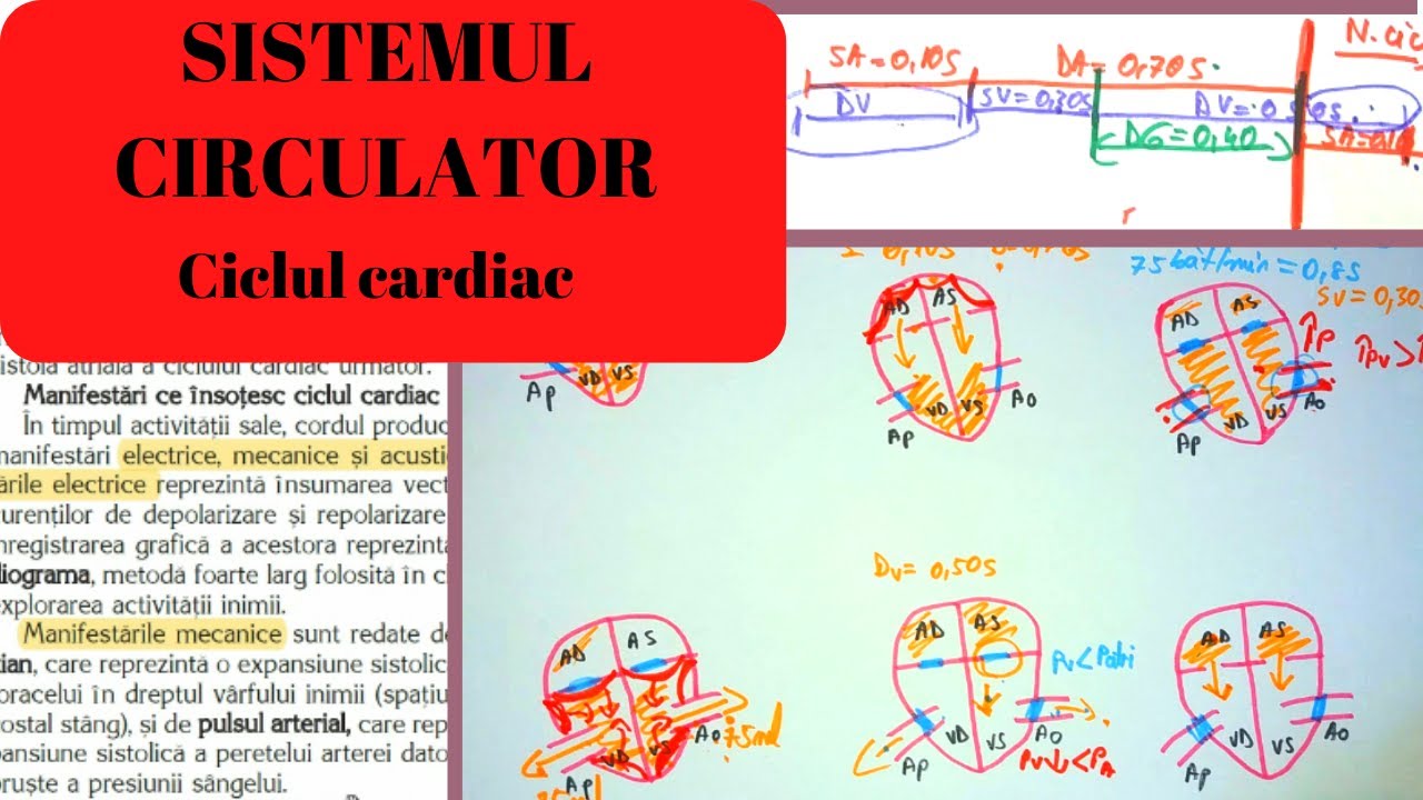 ADMITERE MEDICINA: SISTEMUL CIRCULATOR 6: Inima partea a II-a - Ciclul cardiac