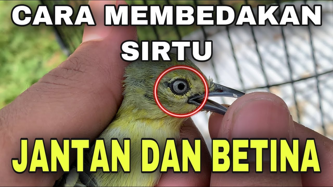 Membedakan sirtu cipow jantan dan betina yang jarang diketahui banyak orang