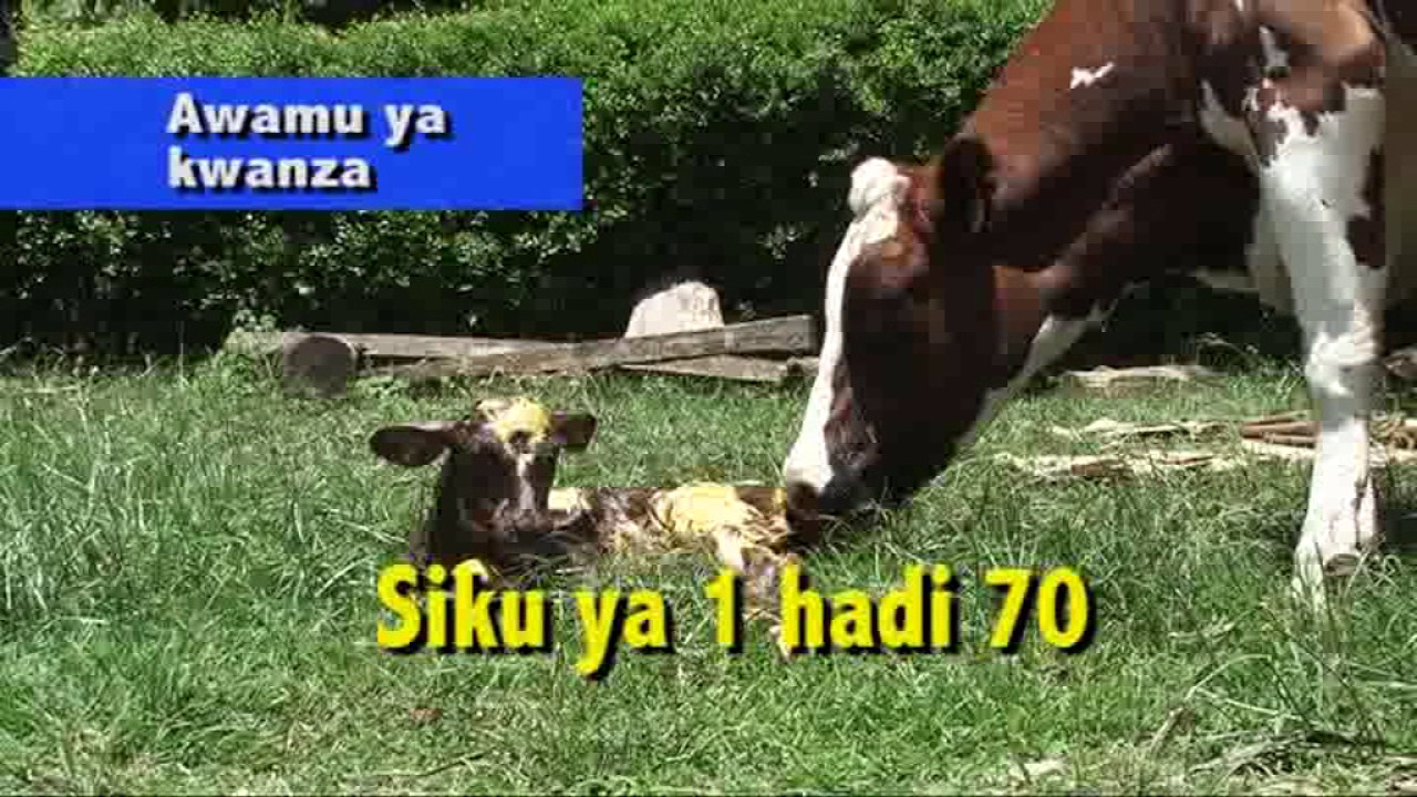 Ndama wa leo ndiye ng'ombe wa kesho Part 2
