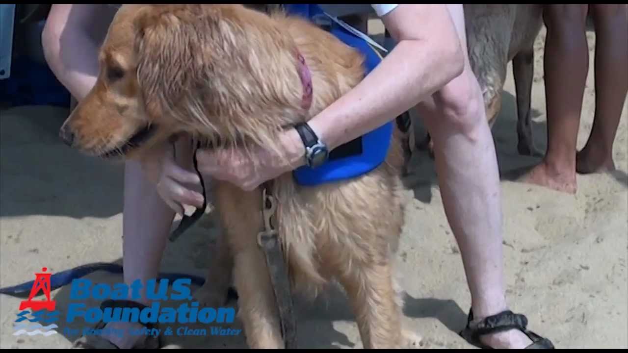 Foundation Findings #51 Dog Life Jackets About the Dogs