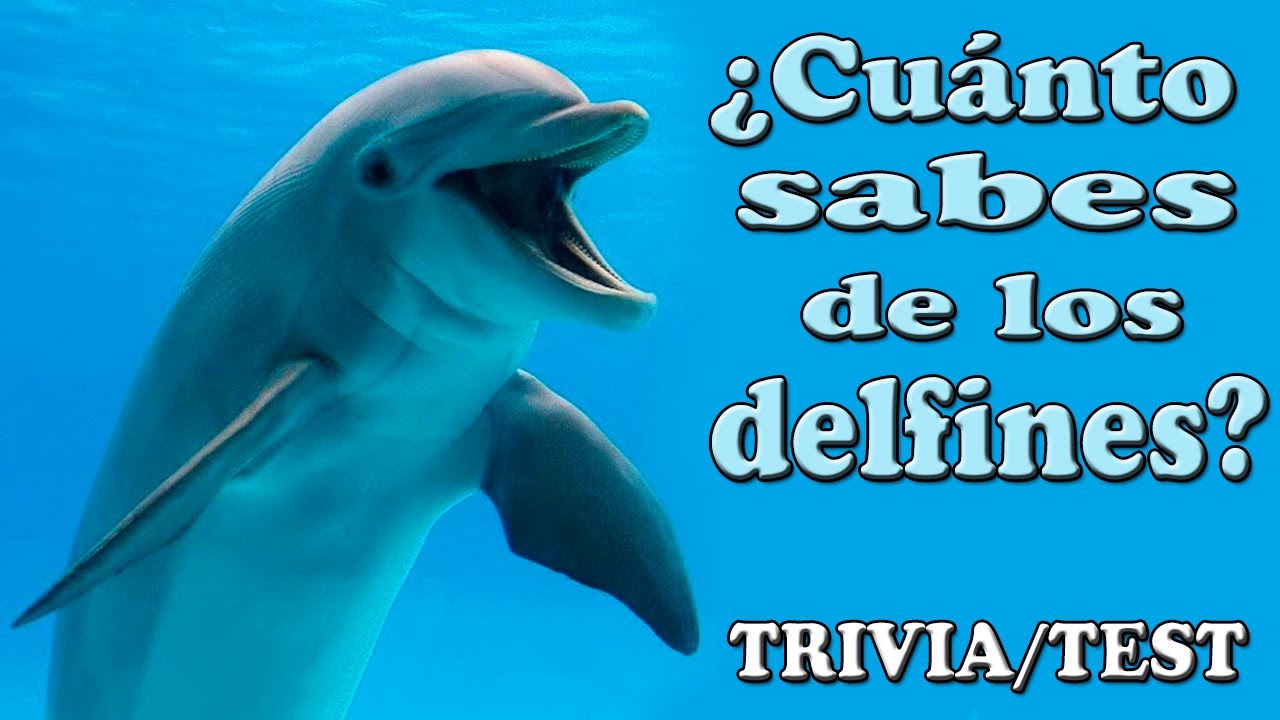 ¿CUÁNTO SABES DE LOS DELFINES? Trivia/Test