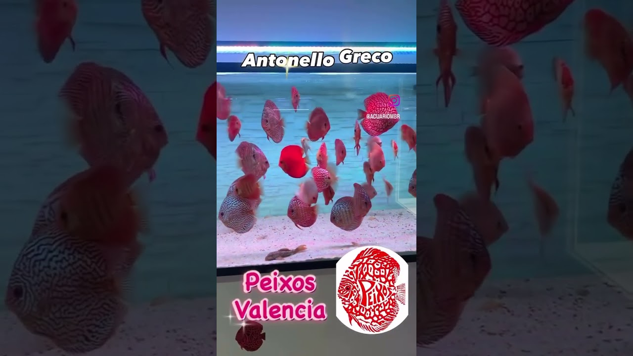 discos dé antonello greco en peixos valencia 