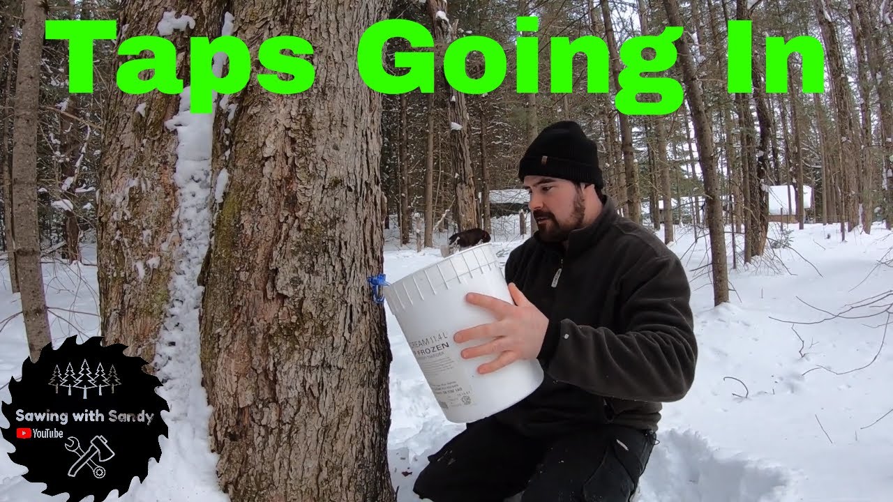 How to Tell When the Maple Syrup Tap Is In | Maple Syrup Season 2020