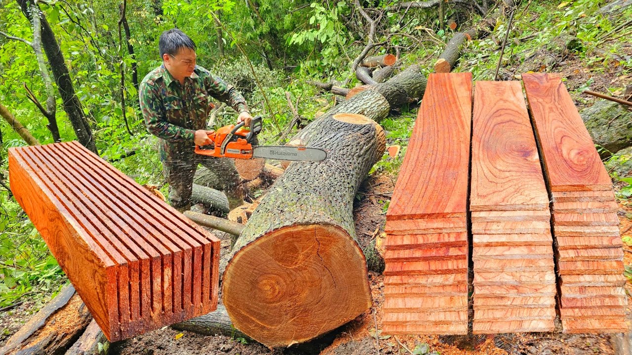 Full Video: Man uses a chainsaw to turn a large mahogany tree into many beautiful straight planks.