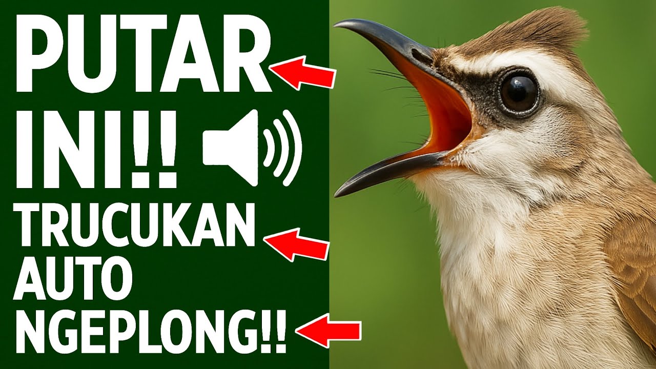 Suara Trucukan Gacor Ngalas & Ropel - Pancingan Terbaik Agar Cepat Bunyi