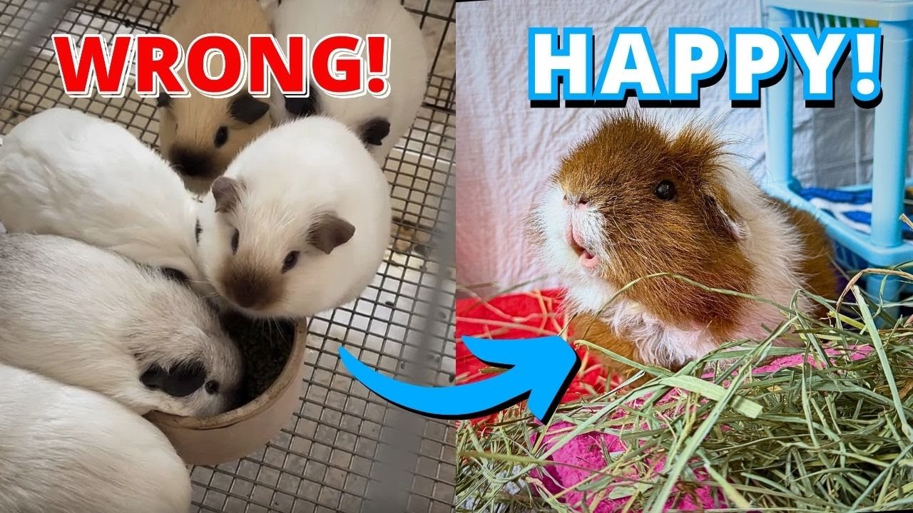 Stop Your Guinea Pig's Silent Suffering: 5 Simple Fixes
