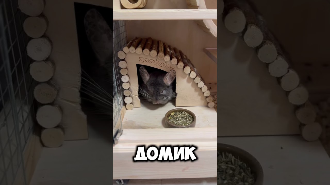 &laquo;Хоромы&raquo; шиншиллы требуют навыков инженеров🫣 #репетиторчерчения