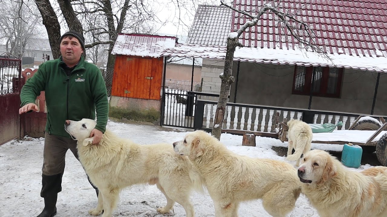 Ciobănești BĂLANI din satul SITA, jud.  Bistrița | Proprietar Călin Dan Oprea 2022