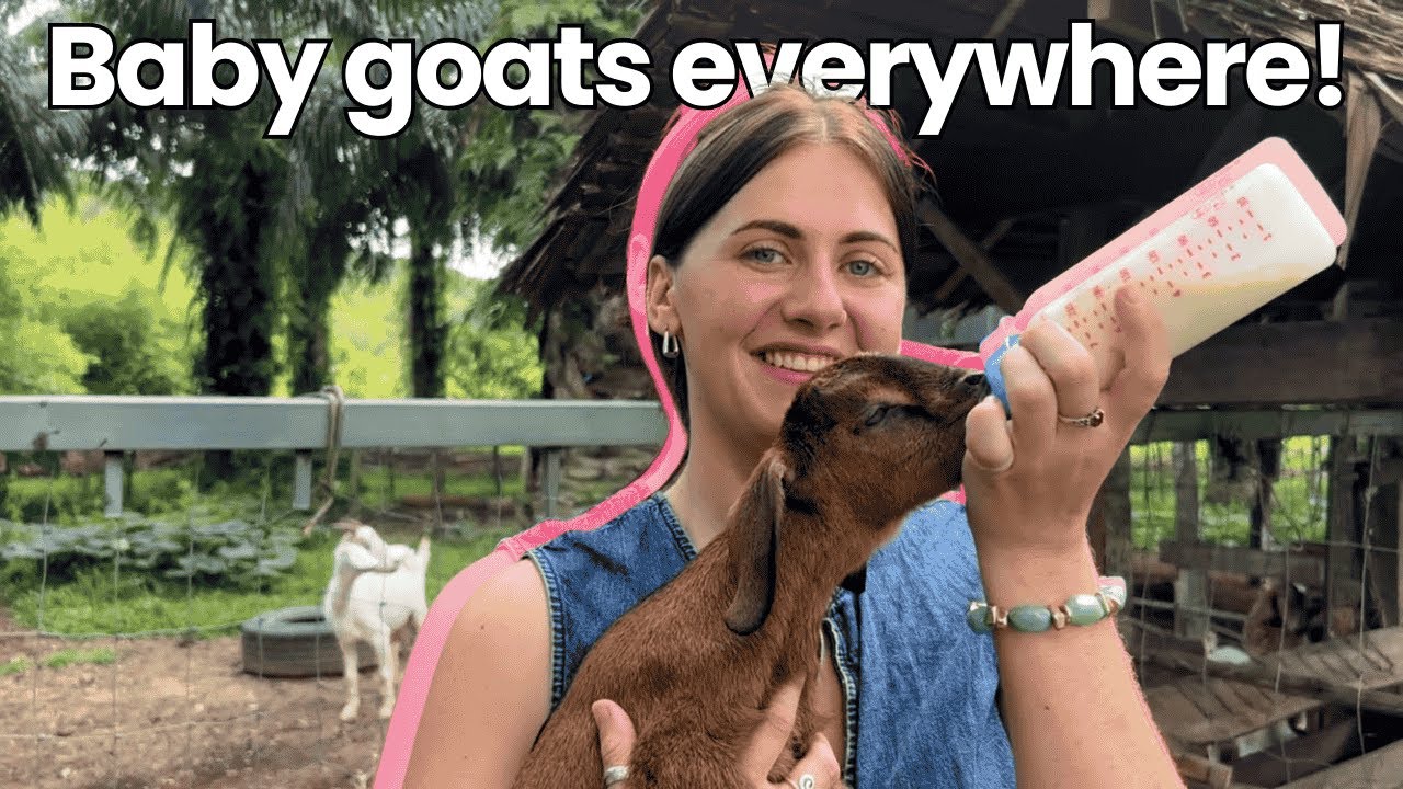 Feeding CUTE BABY GOATS before we head to RAILAY BEACH | THAILAND EP 6