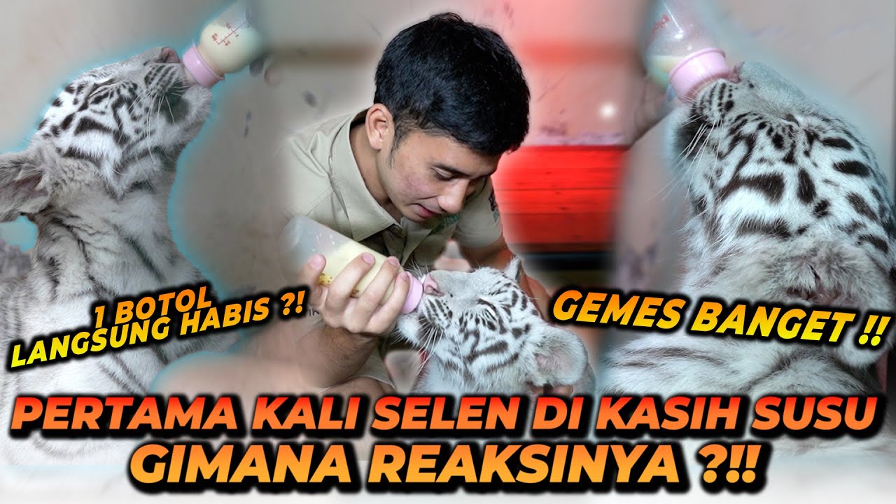 BEGINI CARA SUSUIN SI SELEN ANAK HARIMAU ! GEMESIIN BANGET ! DISURUH NYUSU MALAH NGAJAK MAIN MULU !!