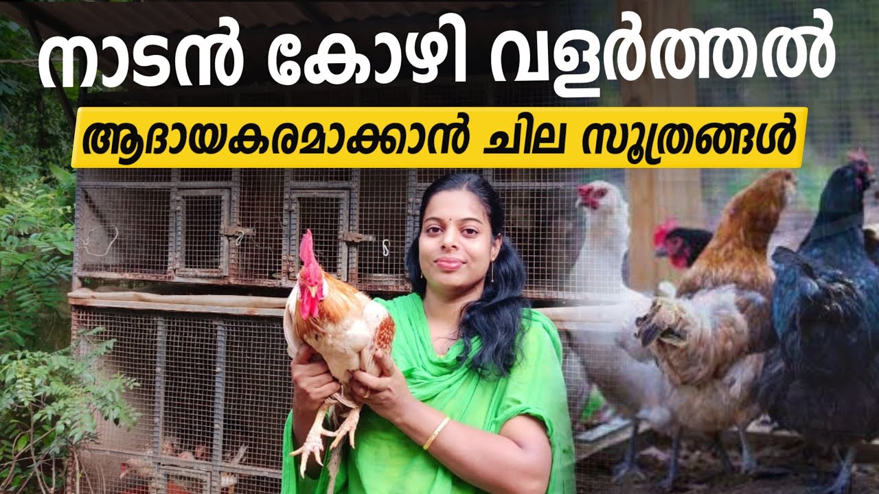 നാടൻ കോഴി വളർത്തൽ ആദായകരമാക്കാൻ ചില സുത്രങ്ങൾ | Tips to Make Poultry Farming Profitable ||
