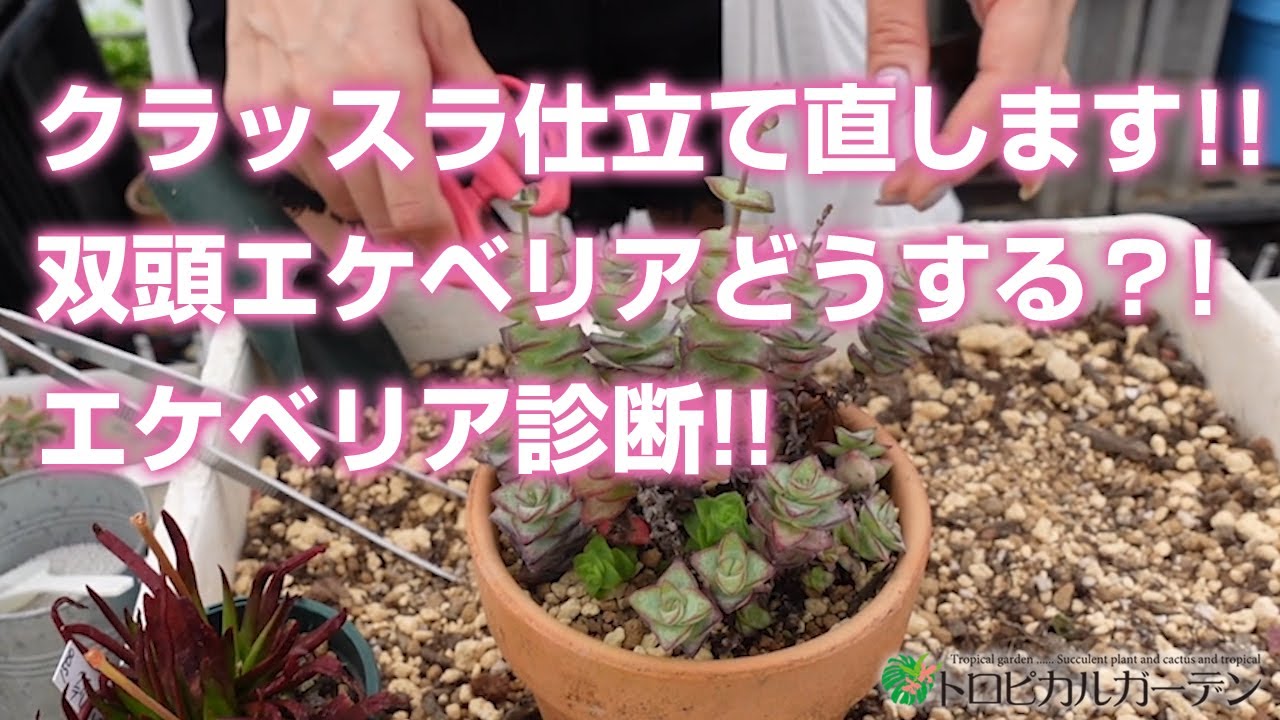 【多肉植物】クラッスラ仕立て直します!!双頭エケベリアはどうする？!エケベリア診断!!【succulent】