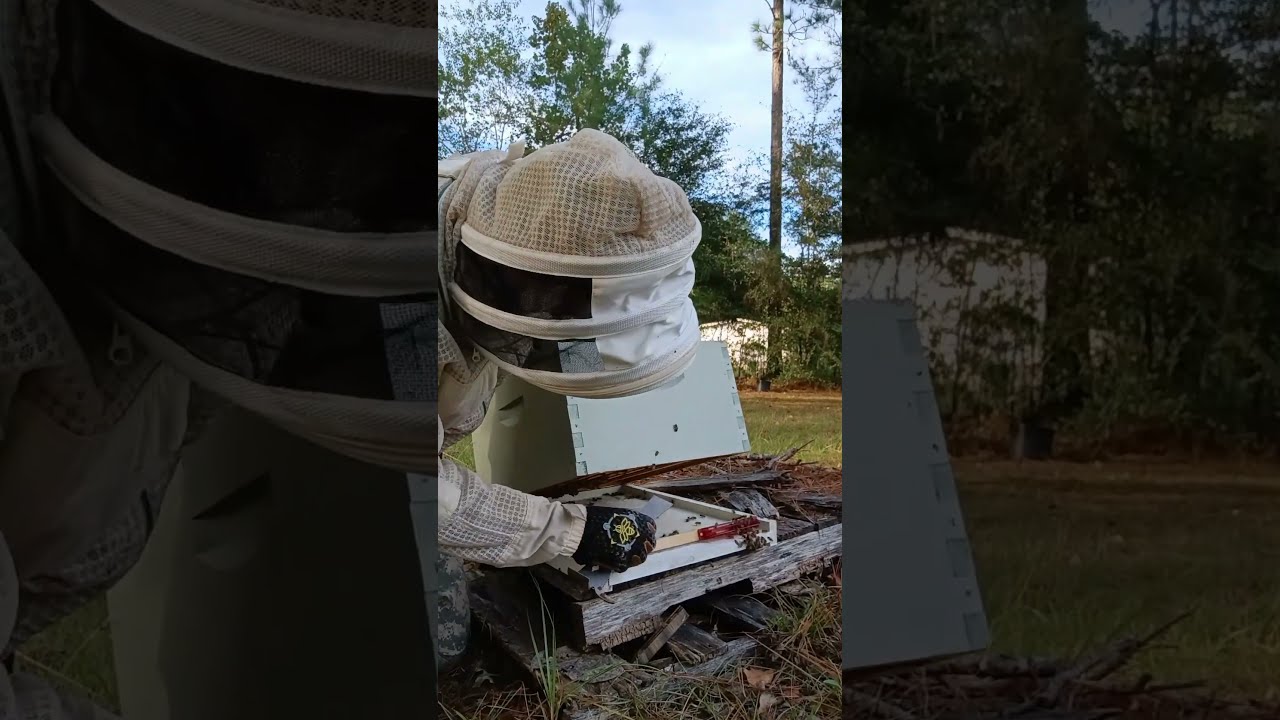 3-Minute Hive Check: What to Look For FAST! 🐝💨