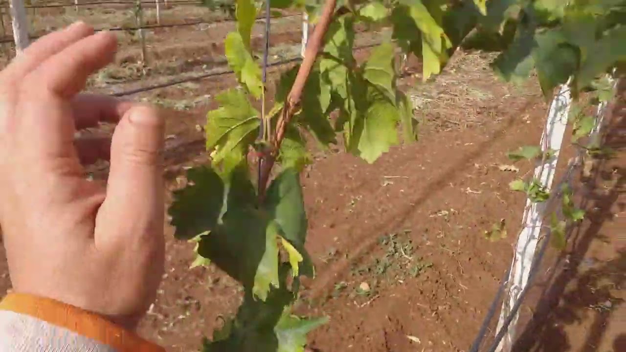تتبع العنب  موسكا إيطاليا في أوائل الخريف tracking mosca italy grapes in early fall