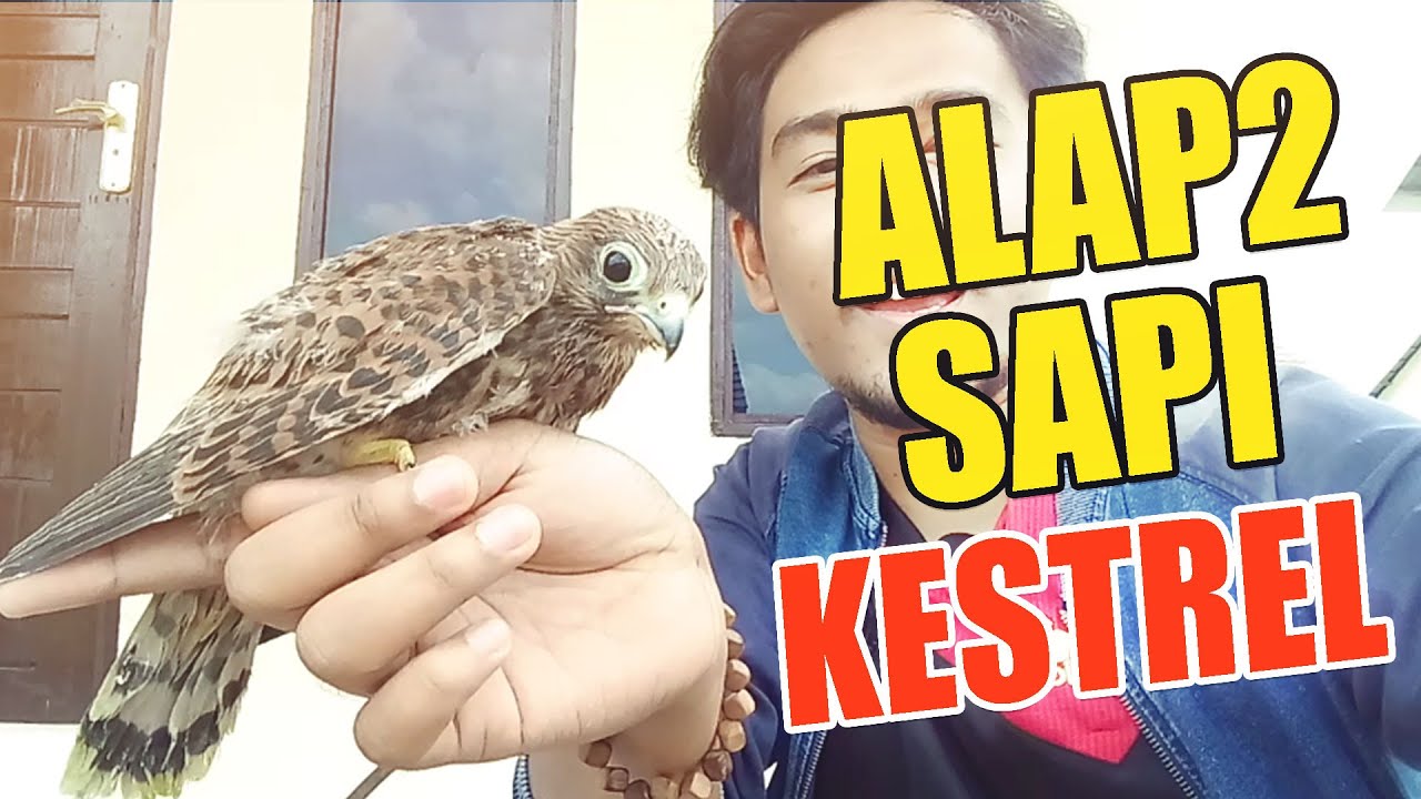 Kestrel / Castrel  - Alap alap Sapi / Beautiful Falcon
