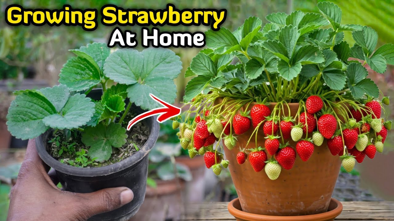 Grow Strawberry at Home | How to Grow Strawberries From Seed