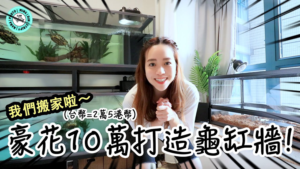 豪花10萬打造龜缸牆🐢💸｜🌟🌟🌟🌟🌟的家｜【小龜成長日記】
