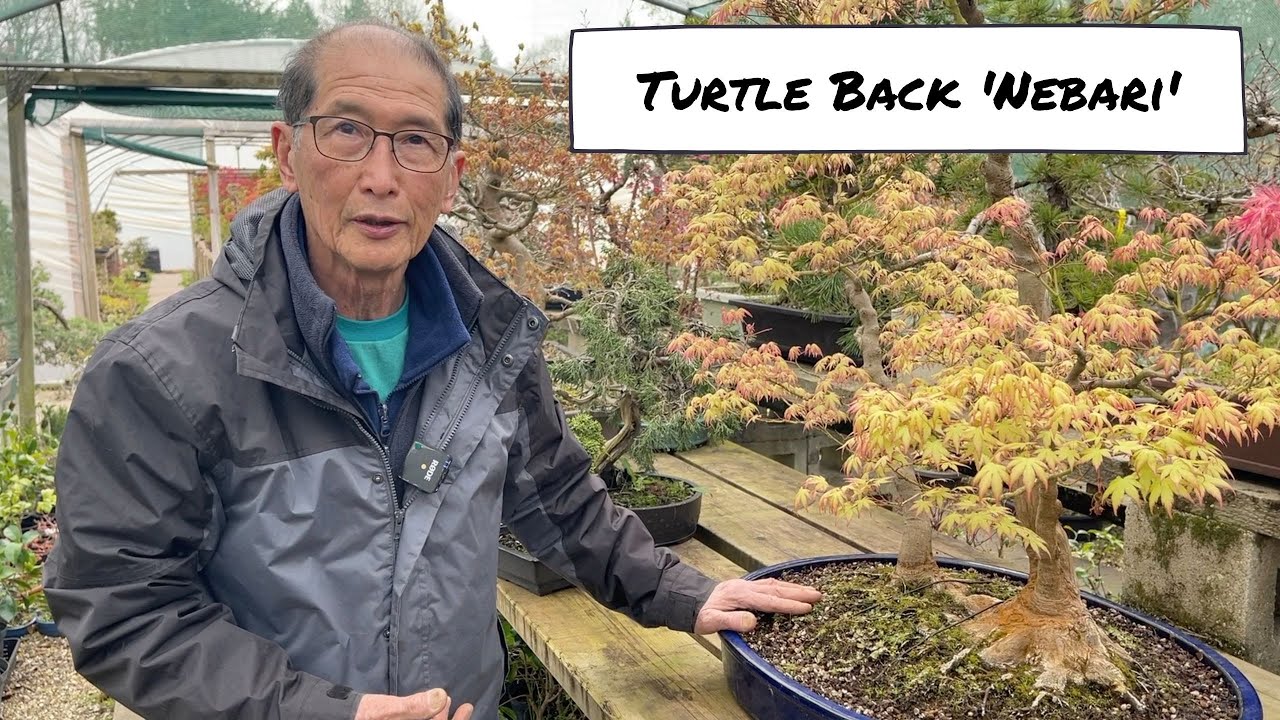 Turtle Back 