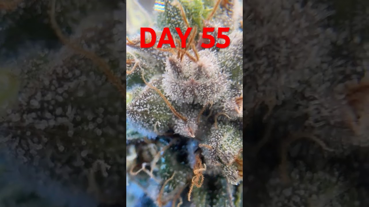 Day 55 Flower&hellip; This Bud Looks Unreal ❄️