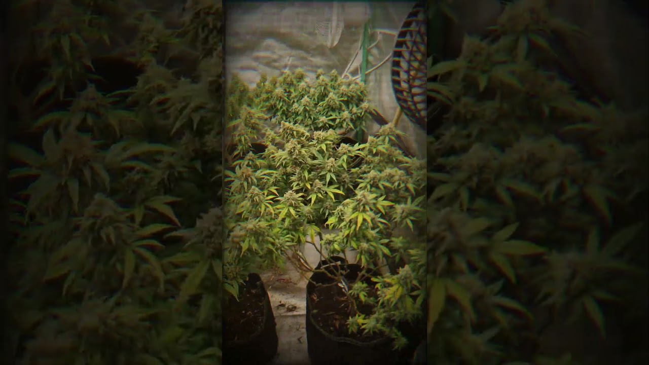 Home Grow Critical Mass Bl&uuml;tetag 50. in flower day 50. #green #grow #garden #growth