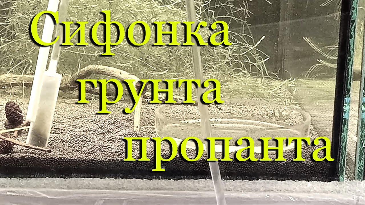 Грунт пропант для креветок (креветочника), как сифонить (просифонить) грунт с креветками