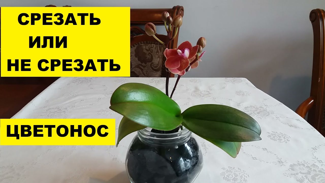 СРЕЗАТЬ ИЛИ НЕ СРЕЗАТЬ ЦВЕТОНОС У ОРХИДЕИ ФАЛЕНОПСИС