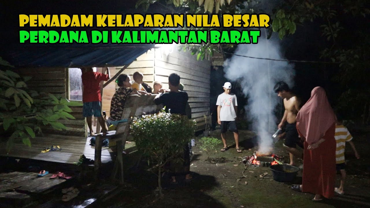 Pemadam Kelaparan Perdana Di Kalimantan Barat. Ikan Nila Kalimantan Gak Ada Tandingan.