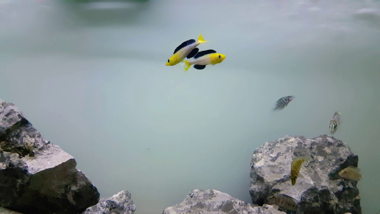 Cyprichromis sp. Leptosoma Jumbo Tricolor