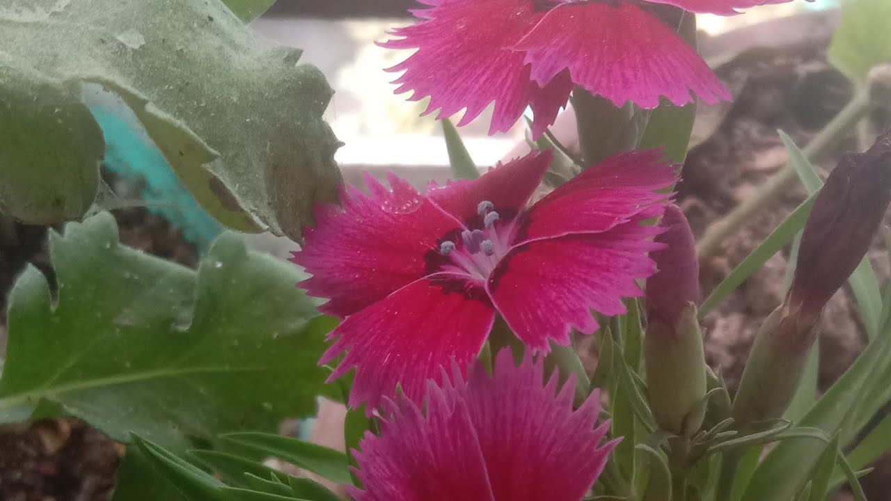 ফুল কেন লাল হয়