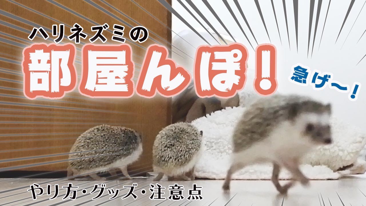 ハリネズミの「部屋んぽ」（室内でのお散歩）ガイド！注意点とグッズ紹介
