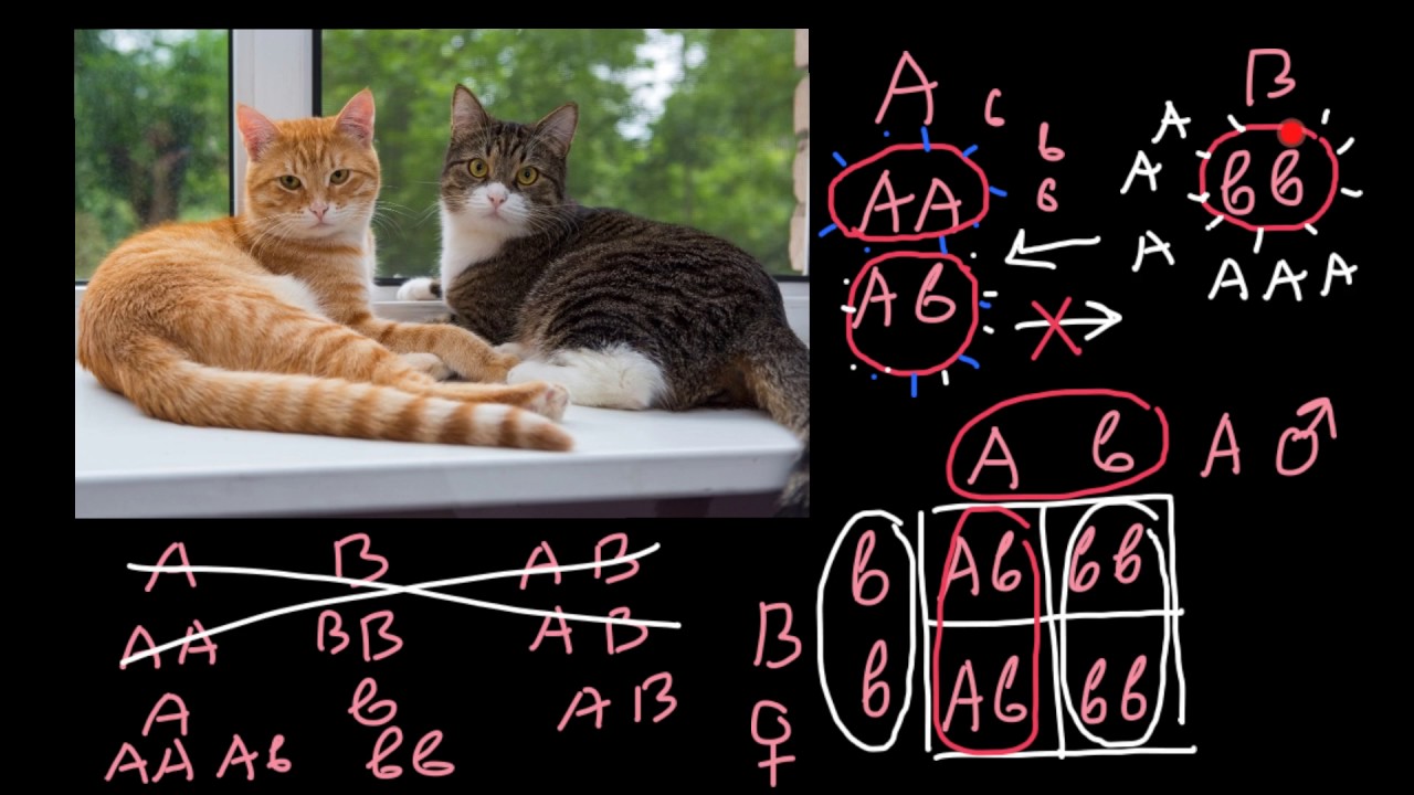 Cats breeding, importance of the blood typing