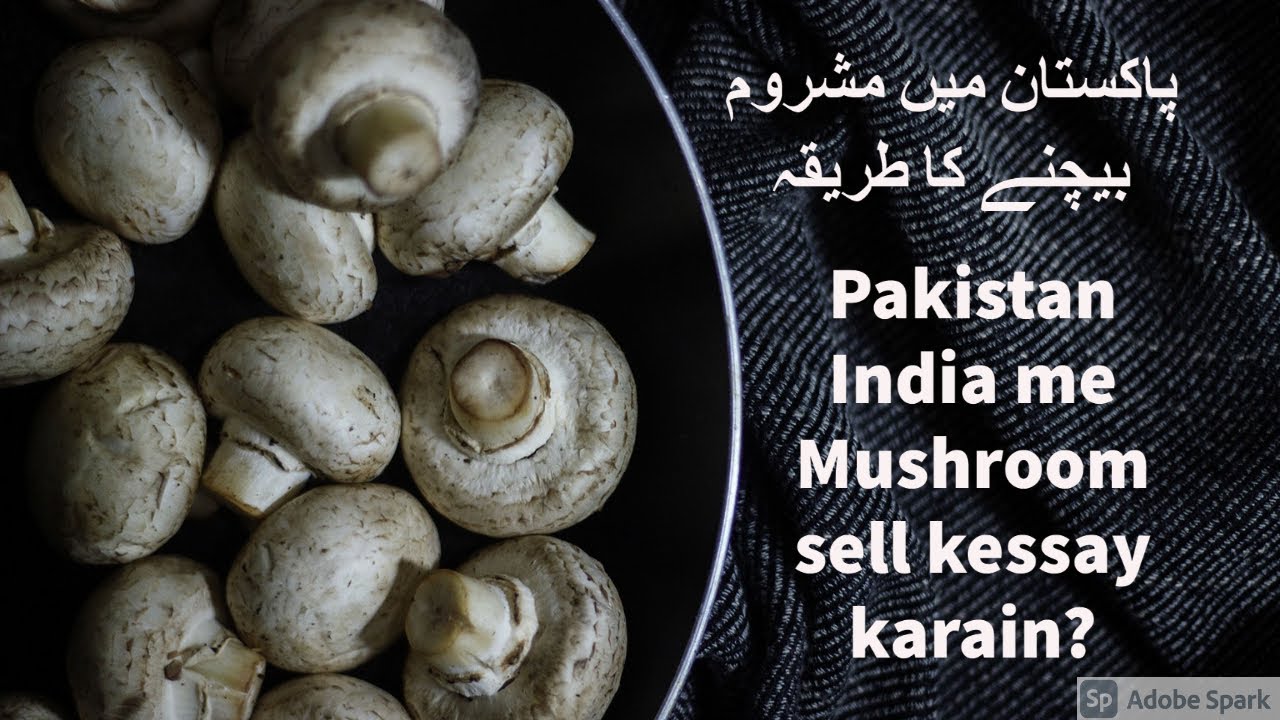 Pakistan mai Mushroom sale kessay karain?