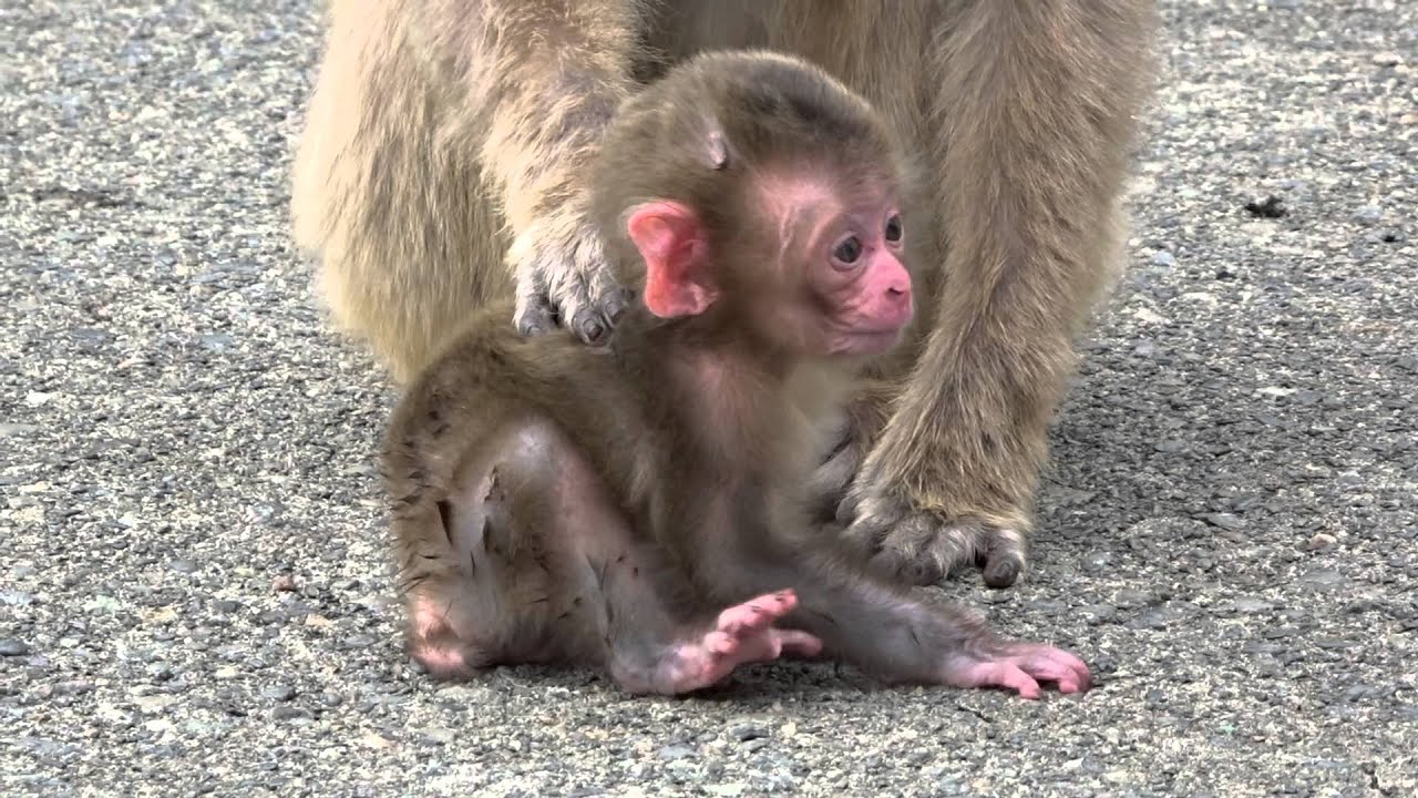 波勝崎苑の子猿288