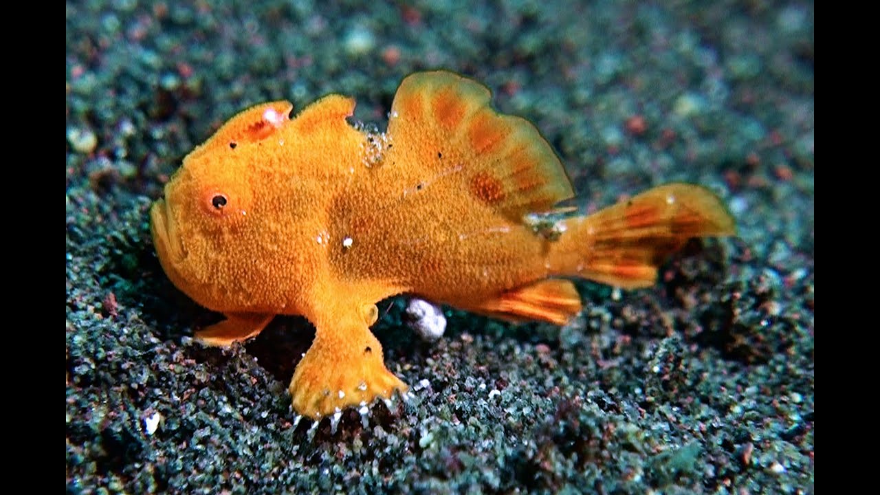 Bali Critter Dive IV – Hidden Macro Treasures of Tulamben  /  Die versteckte Makro-Welt von Tulamben