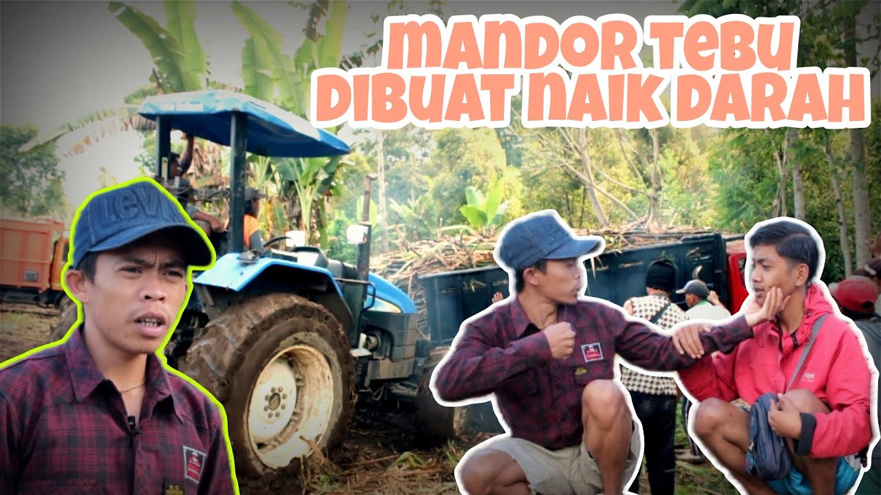 MANDOR TEBU MARAH-MARAH KARENA KELAKUAN SIBOLOT(PART 2)