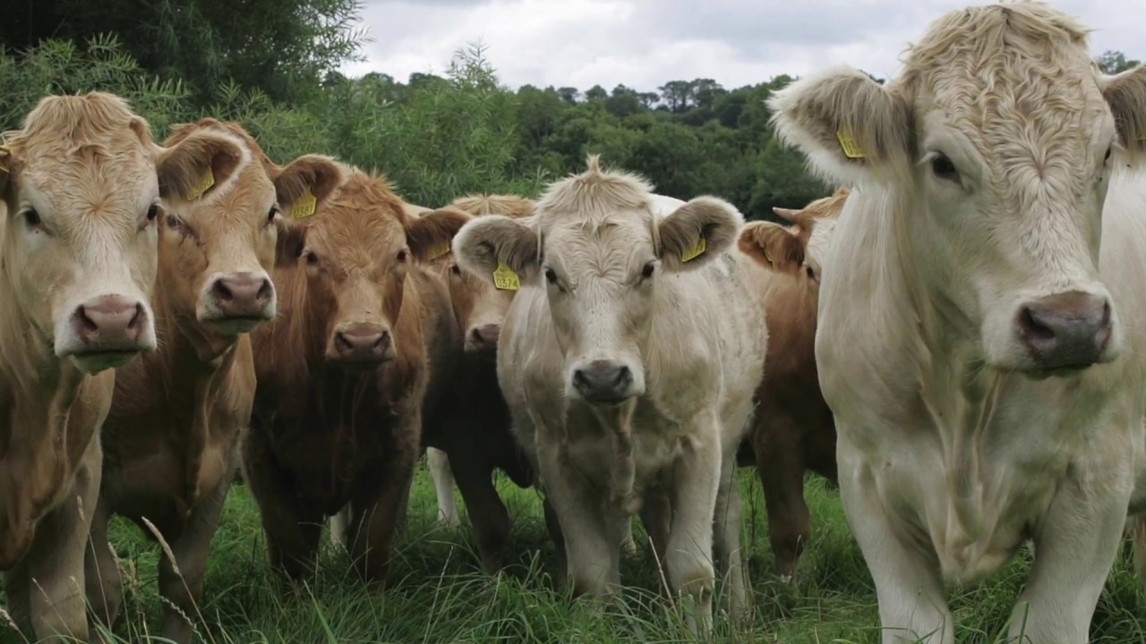 Ireland's Agriculture