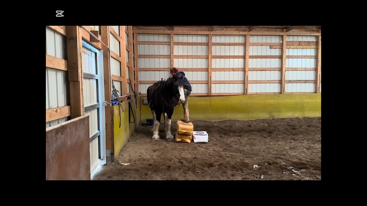 Biggy sells in Billings MT at BLS February 29/26 #cowboys #trailhorse #cowgirl #ranch #horse 