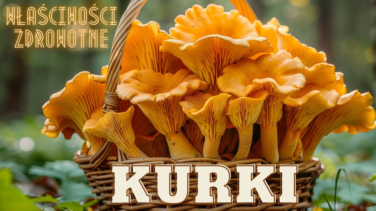 Kurka - pieprznik jadalny (Cantharellus cibarius). Właściwości zdrowotne.