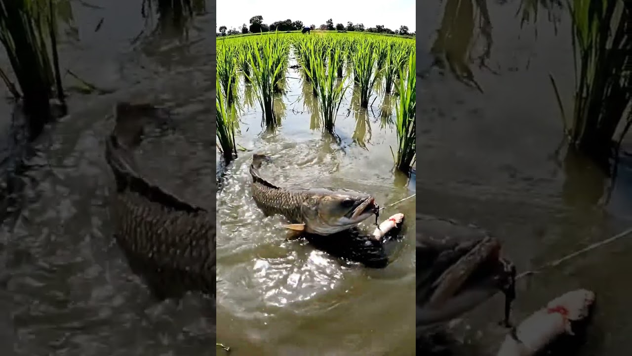 🎣 CRAZY Fish BITE Compilation! 🤯 You WON'T Believe What Happened! 🏆