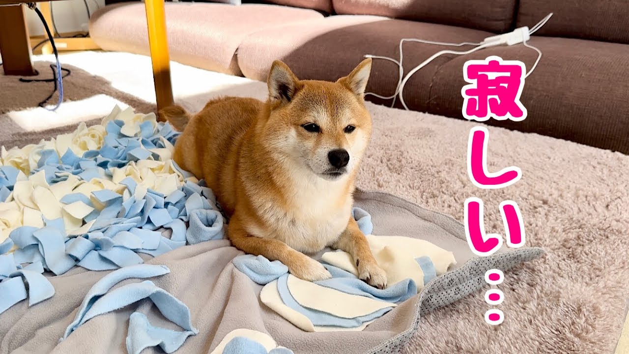 朝から突然がパパが出かけてしまい、何をしてもなんだかうわの空の柴犬が切ない