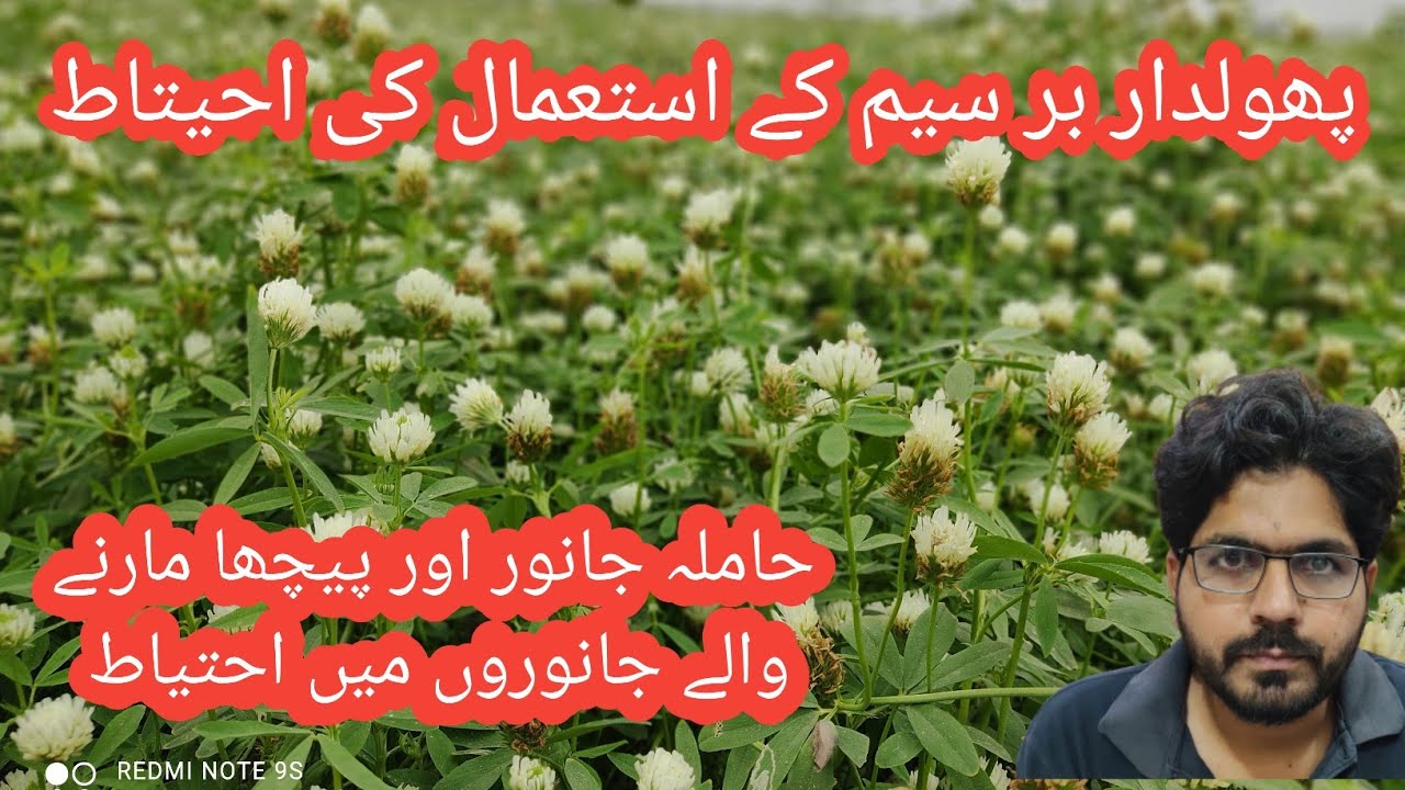 Berseem feeding at flowering I abortions due to berseem feeding I pholdar berseem kesy use krain