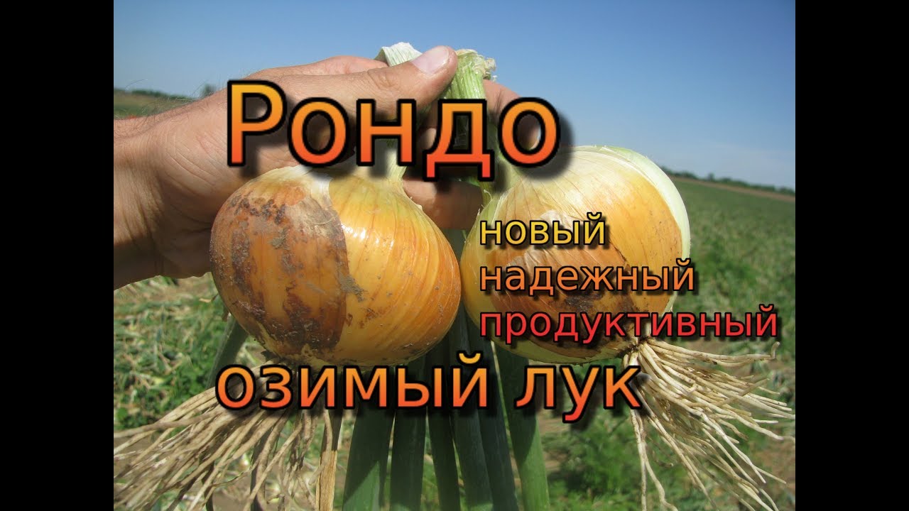 Озимый лук - Рондо - новый, надежный и продуктивный лук. Озимый лук в Крыму. Как выбрать озимый лук
