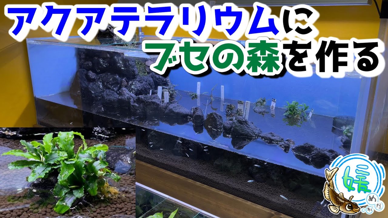 アクアテラリウムにブセファランドラの森を作る！ボルネオ島の固有種で水草水槽レイアウト！メダカを彩れ～★Part.1★