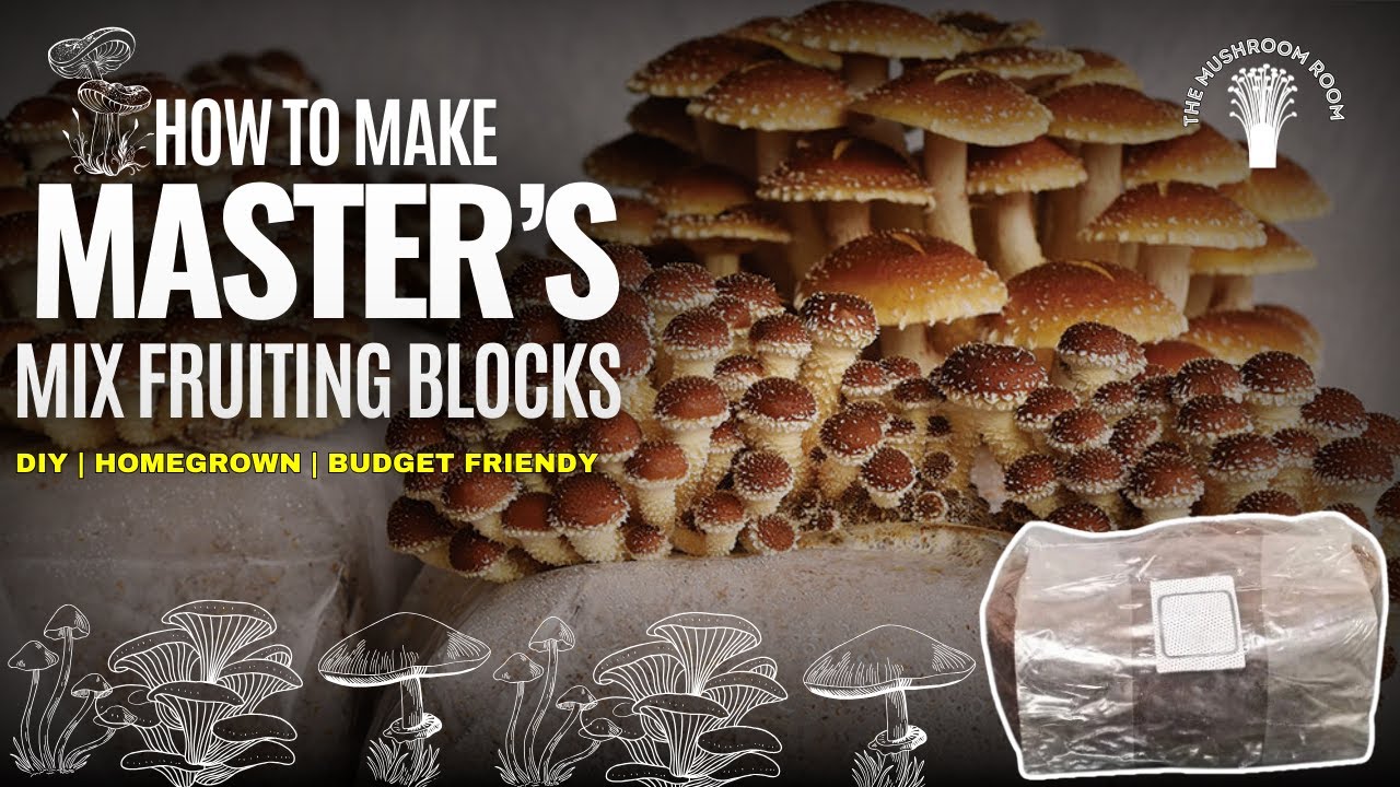 How to prepare MASTER'S MIX mushroom fruiting blocks at home (step-by-step guide) 🍄🍄
