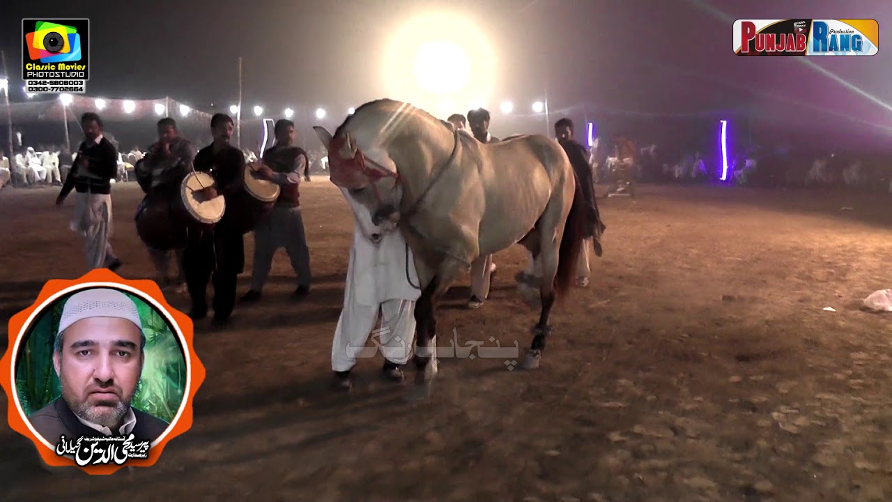 Parwaz l Shekho l13 Nov 2020 l All Punjab Horse Dance l Manoof Yateem 733 Kamalia l Manoof 26