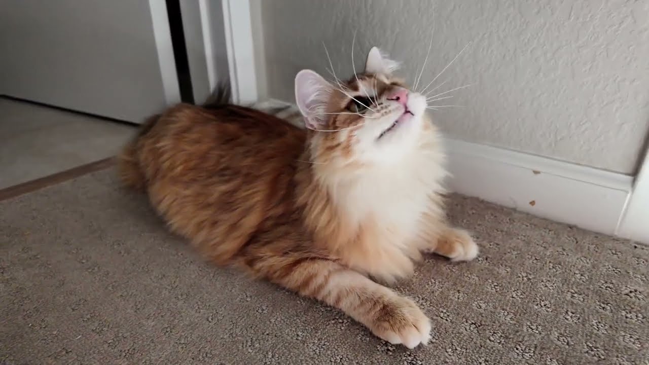 Ten Month Old Norwegian Forest Kitten Can't Keep Up - 10MO Tora Gets Buzzed By Fast-Flying Toy
