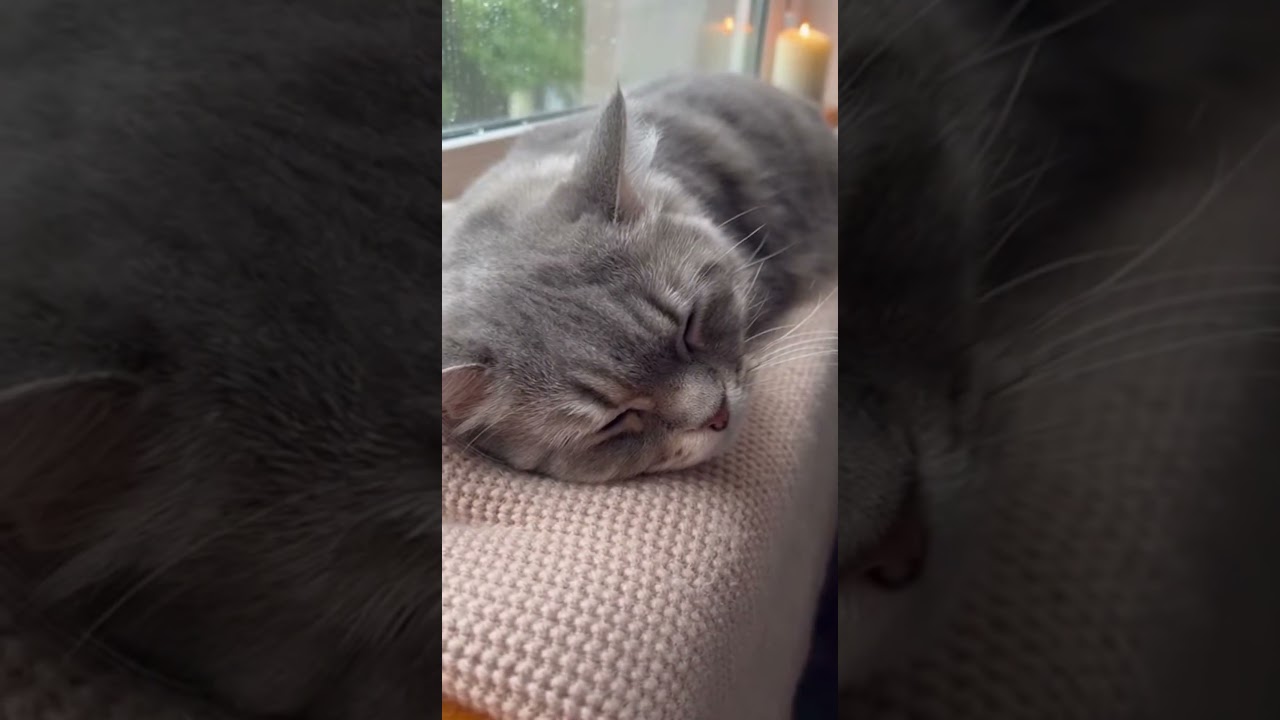 This Cat Will Instantly Relax Your Mind 😌#catlover #relaxingvideo #stressrelief #shorts #viral