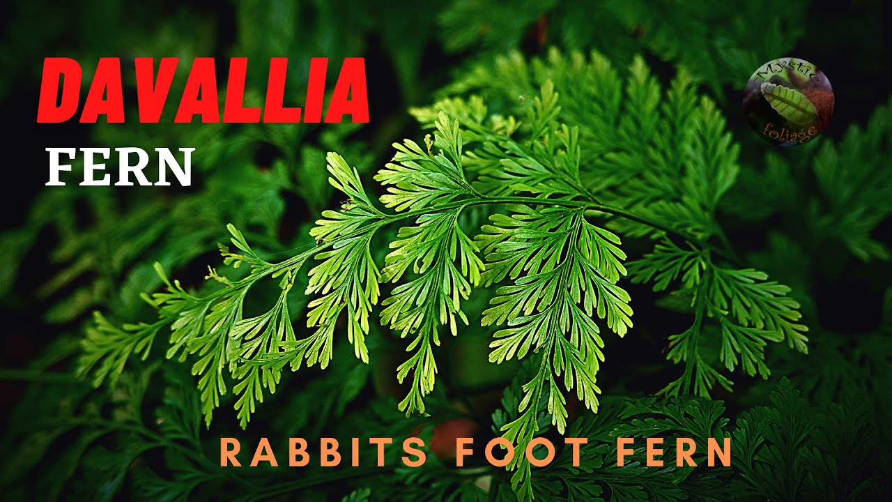 Davallia Fern
