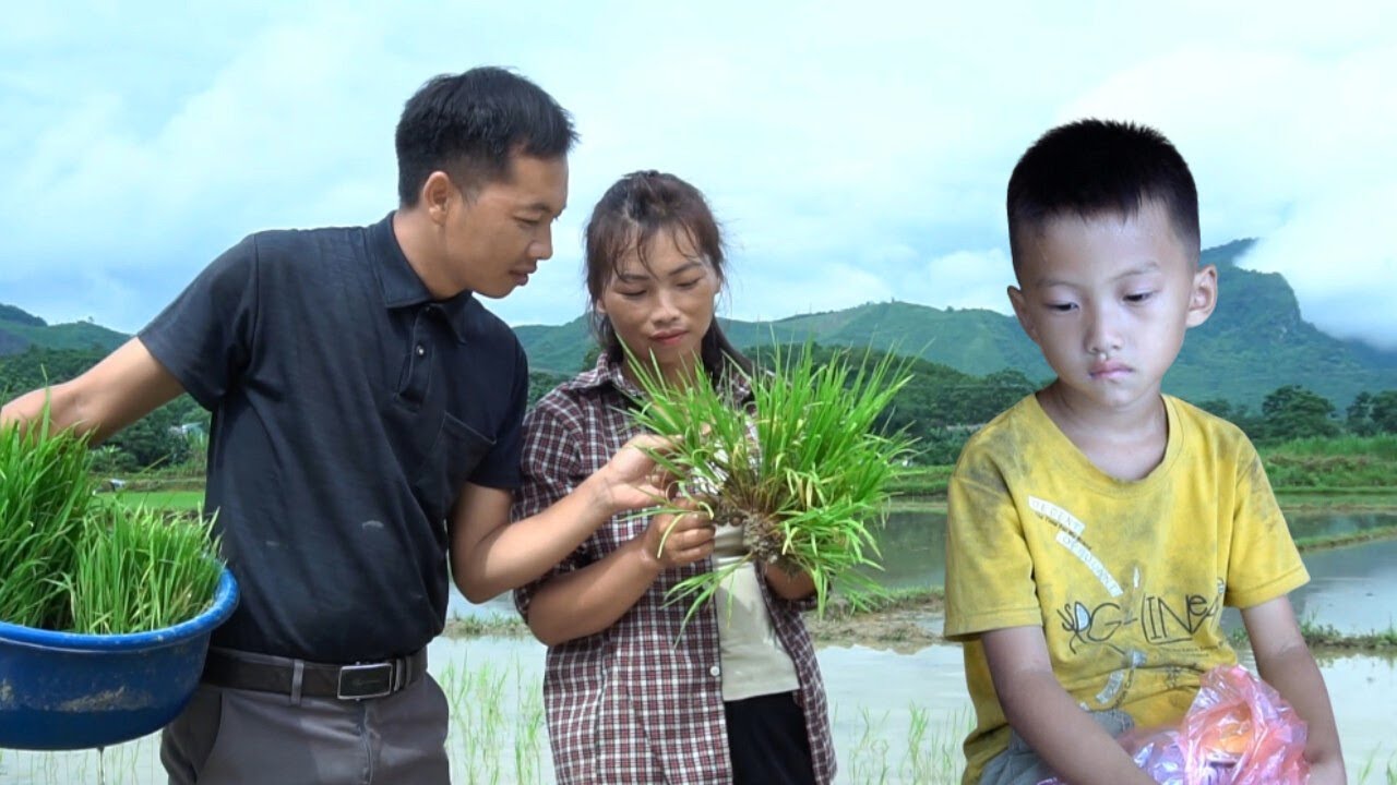 A day of work in the field of Tieu Tien and the love of CEO Huy for her
