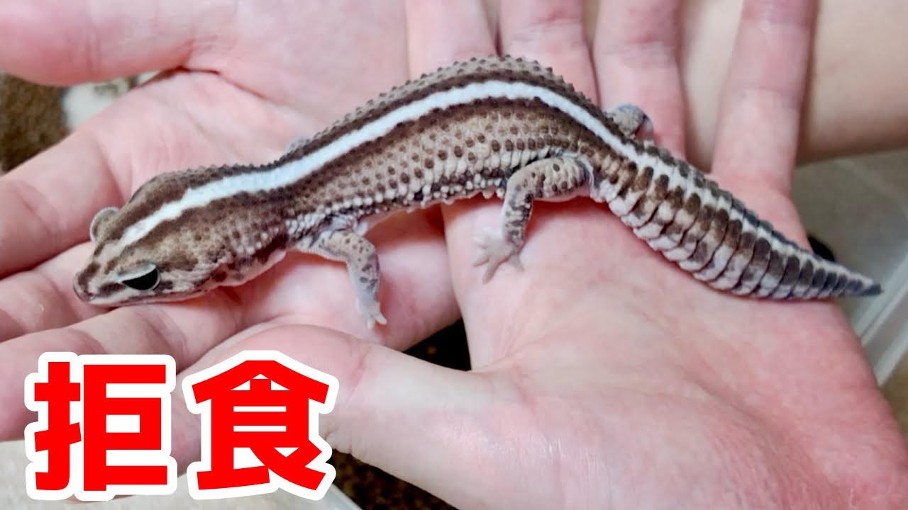 拒食気味になってしまったニシアフが...